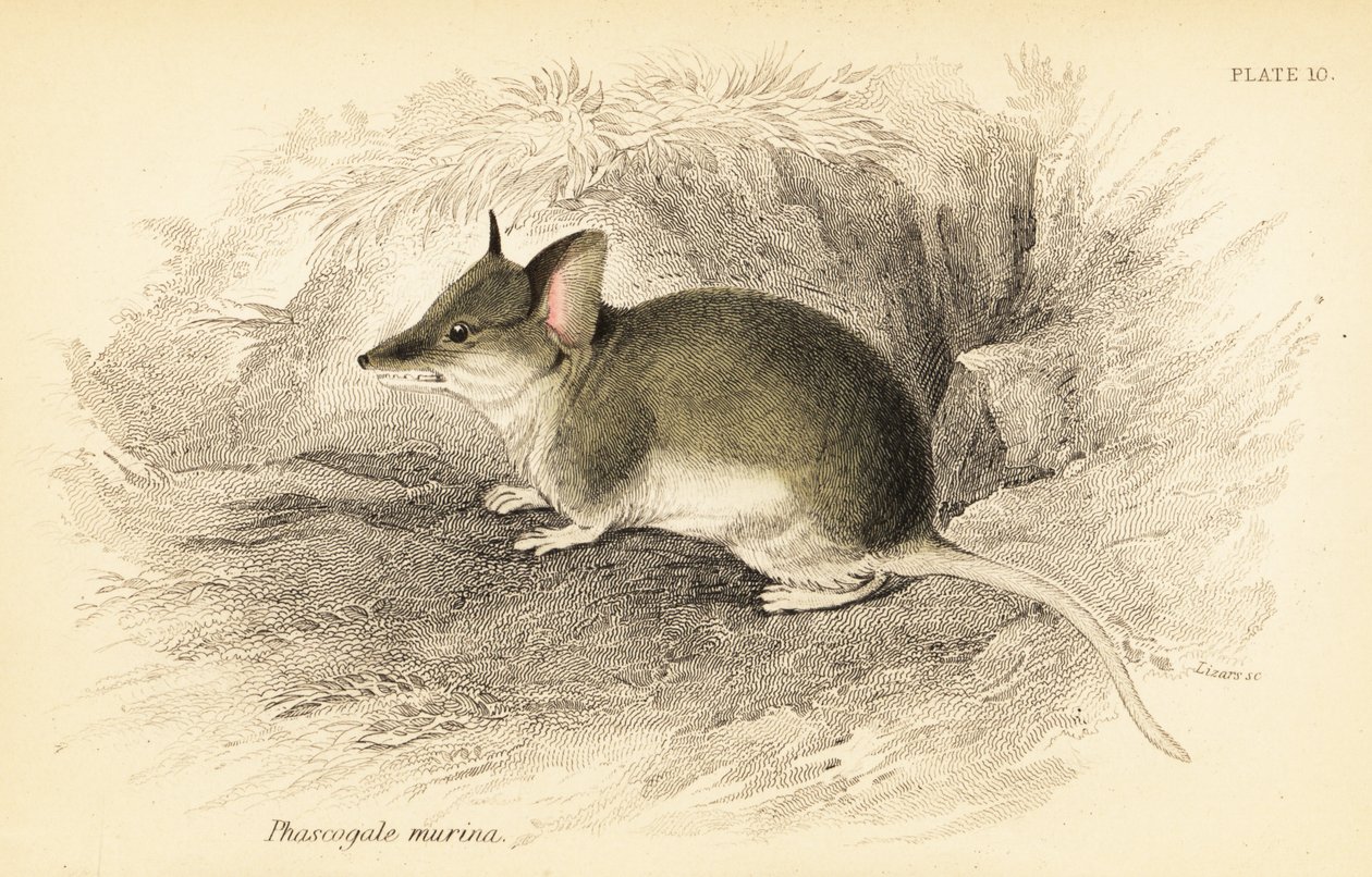 Almindelig dunnart, Sminthopsis murina. ,1841 (gravering) af Georges Robert Waterhouse