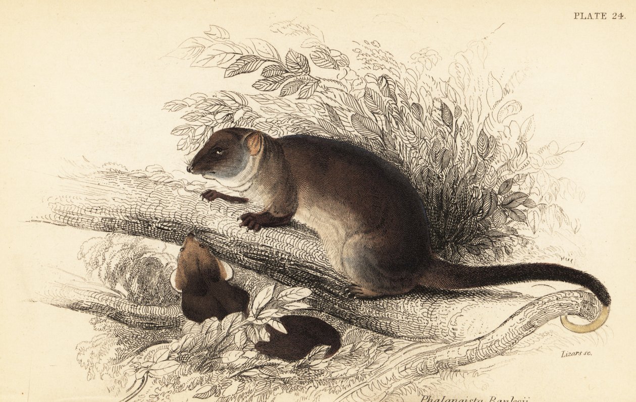 Jeg kan se den almindelige ringhale, Pseudocheirus peregrinus. ,1841 (gravering) af Georges Robert Waterhouse