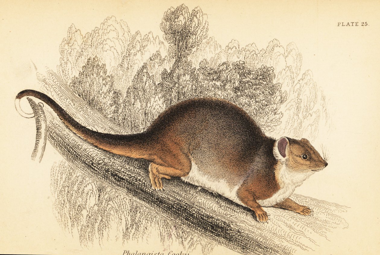 Jeg kan se den almindelige ringhale, Pseudocheirus peregrinus. ,1841 (gravering) af Georges Robert Waterhouse
