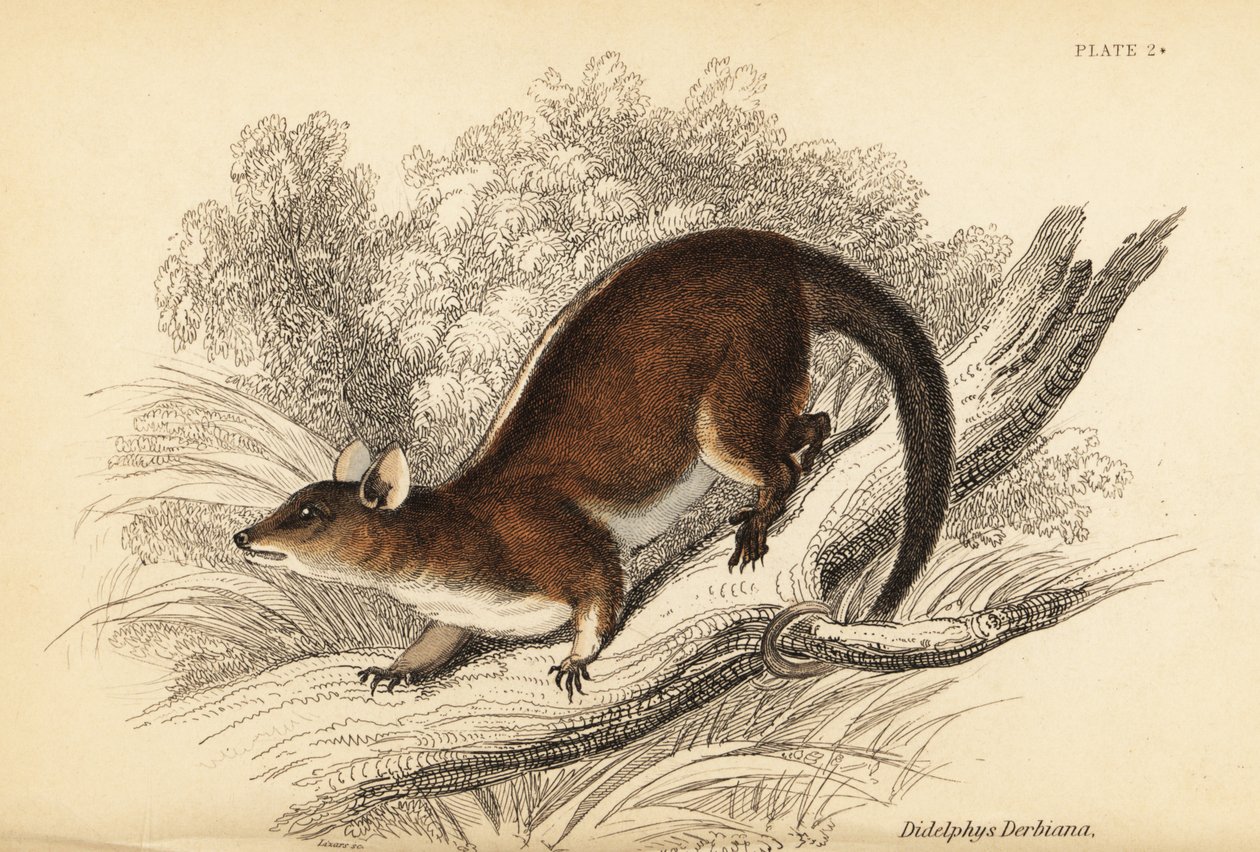 Derbys uldne opossum, Caluromys derbianus. ,1841 (gravering) af Georges Robert Waterhouse