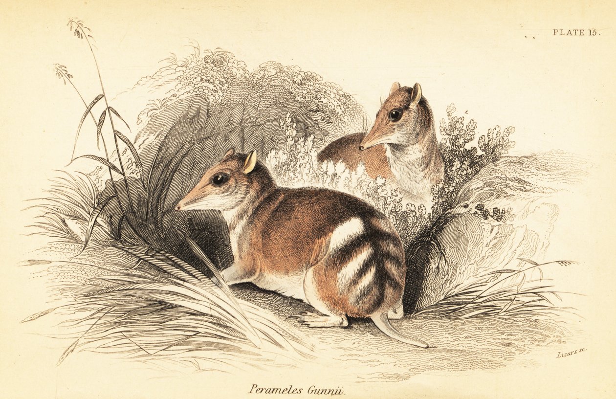 Eastern barred bandicoot, Perameles gunnii., 1841 (gravering) af Georges Robert Waterhouse