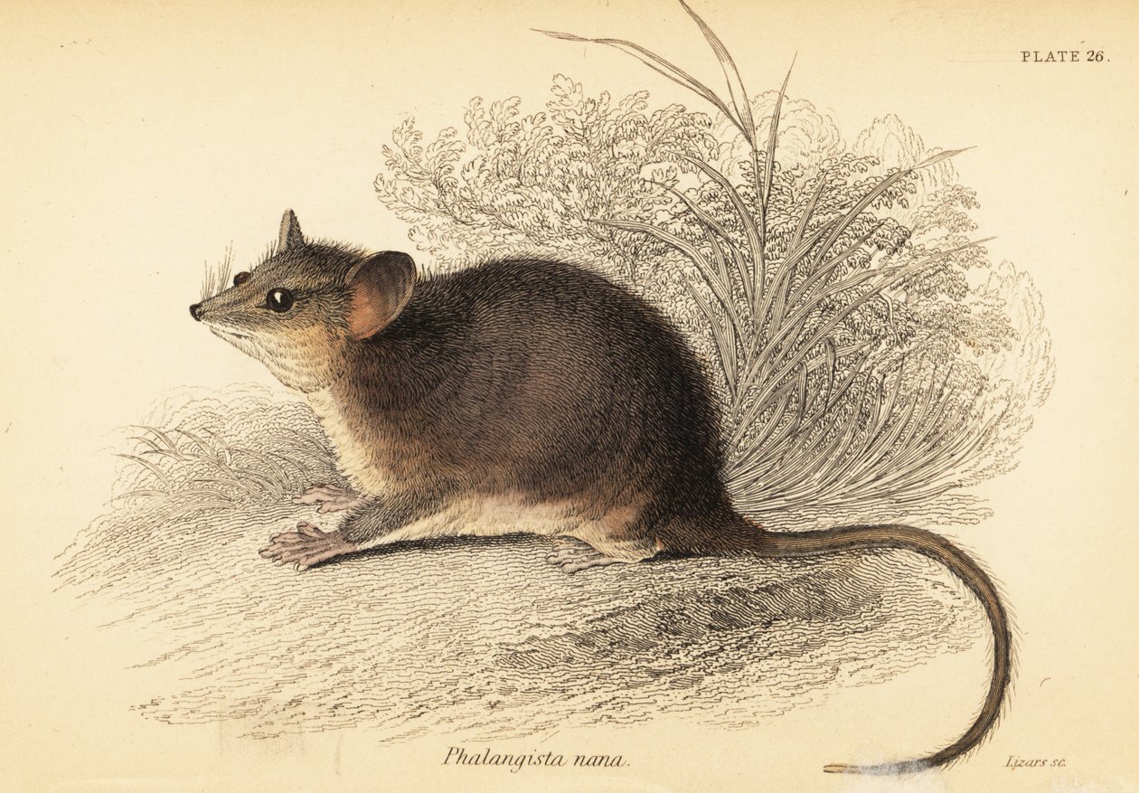 Østlig pygmæpossum, Cercartetus nanus., 1841 (gravering) af Georges Robert Waterhouse