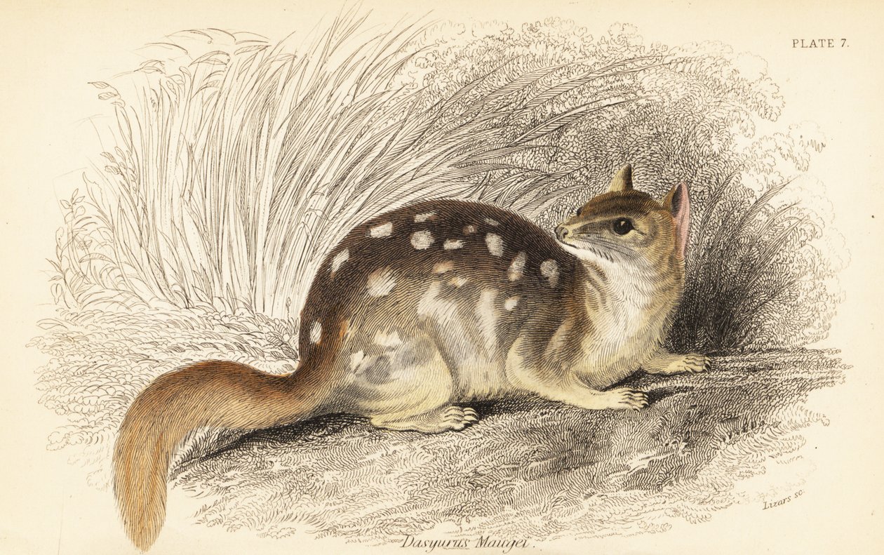 Østlig quoll, Dasyurus vaskebjørn. truet. ,1841 (gravering) af Georges Robert Waterhouse