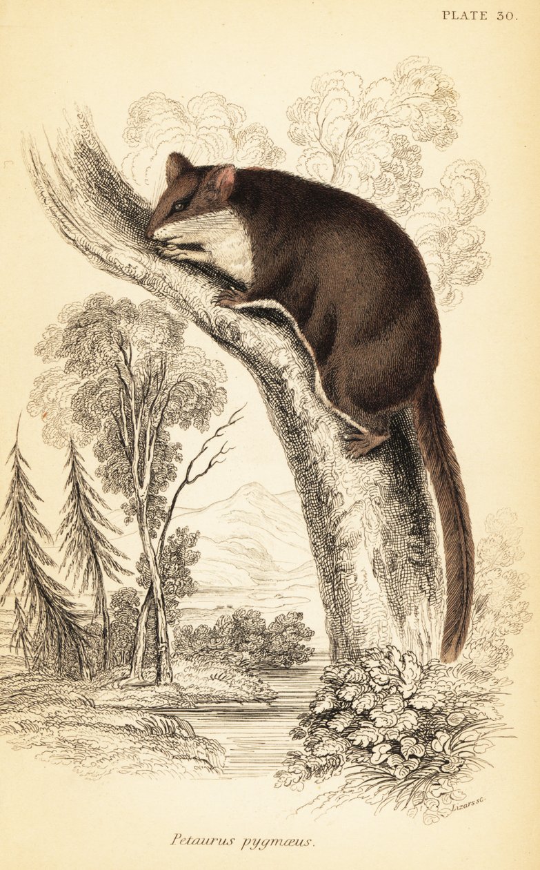 Fjerhalesvævefly, Acrobates pygmaeus. ,1841 (gravering) af Georges Robert Waterhouse
