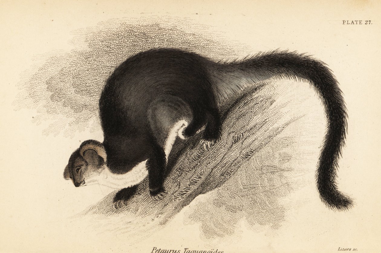 Større svævefly, Petauroides volans. ,1841 (gravering) af Georges Robert Waterhouse