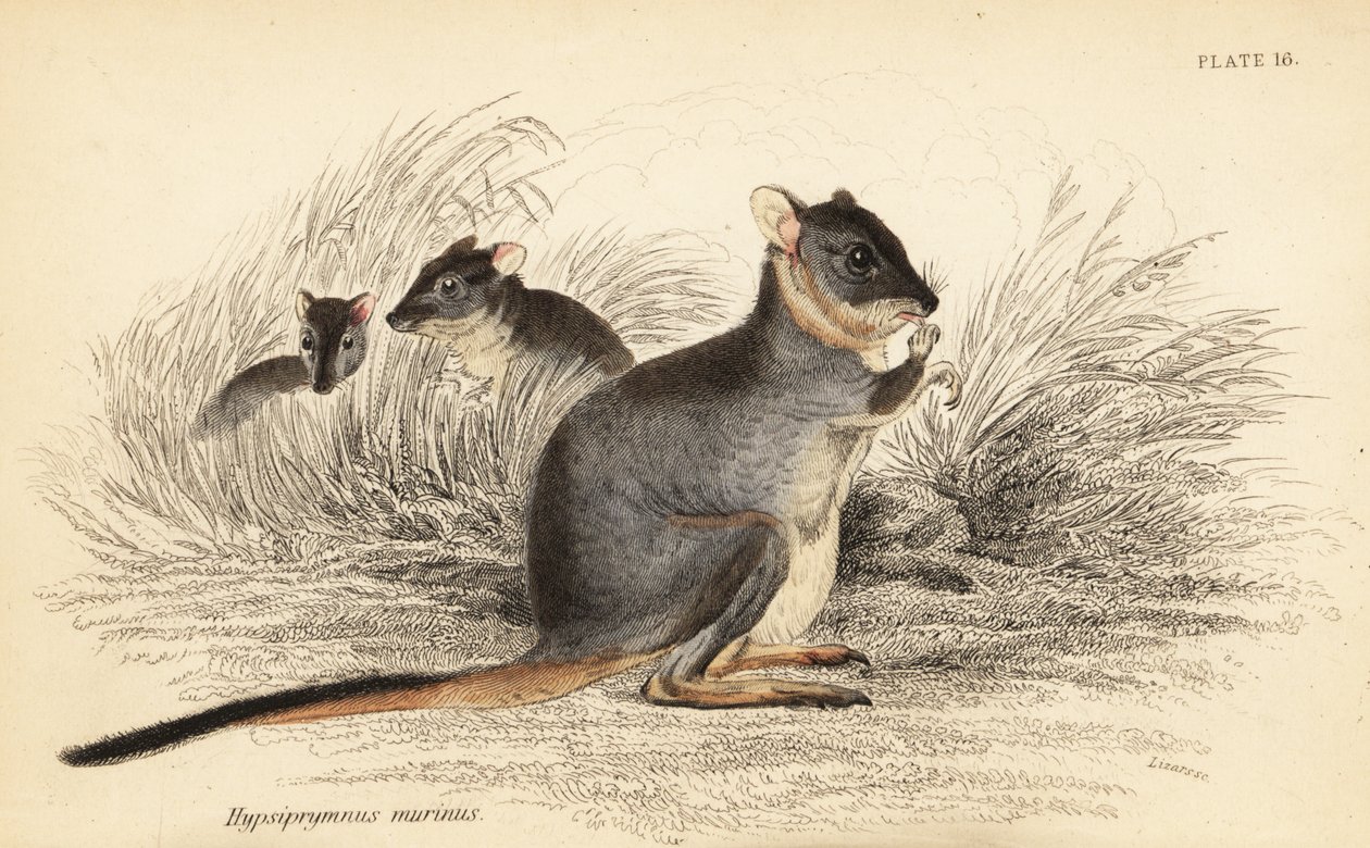 Langfodet potoroo, Potorous longipes. Sårbar., 1841 (gravering) af Georges Robert Waterhouse