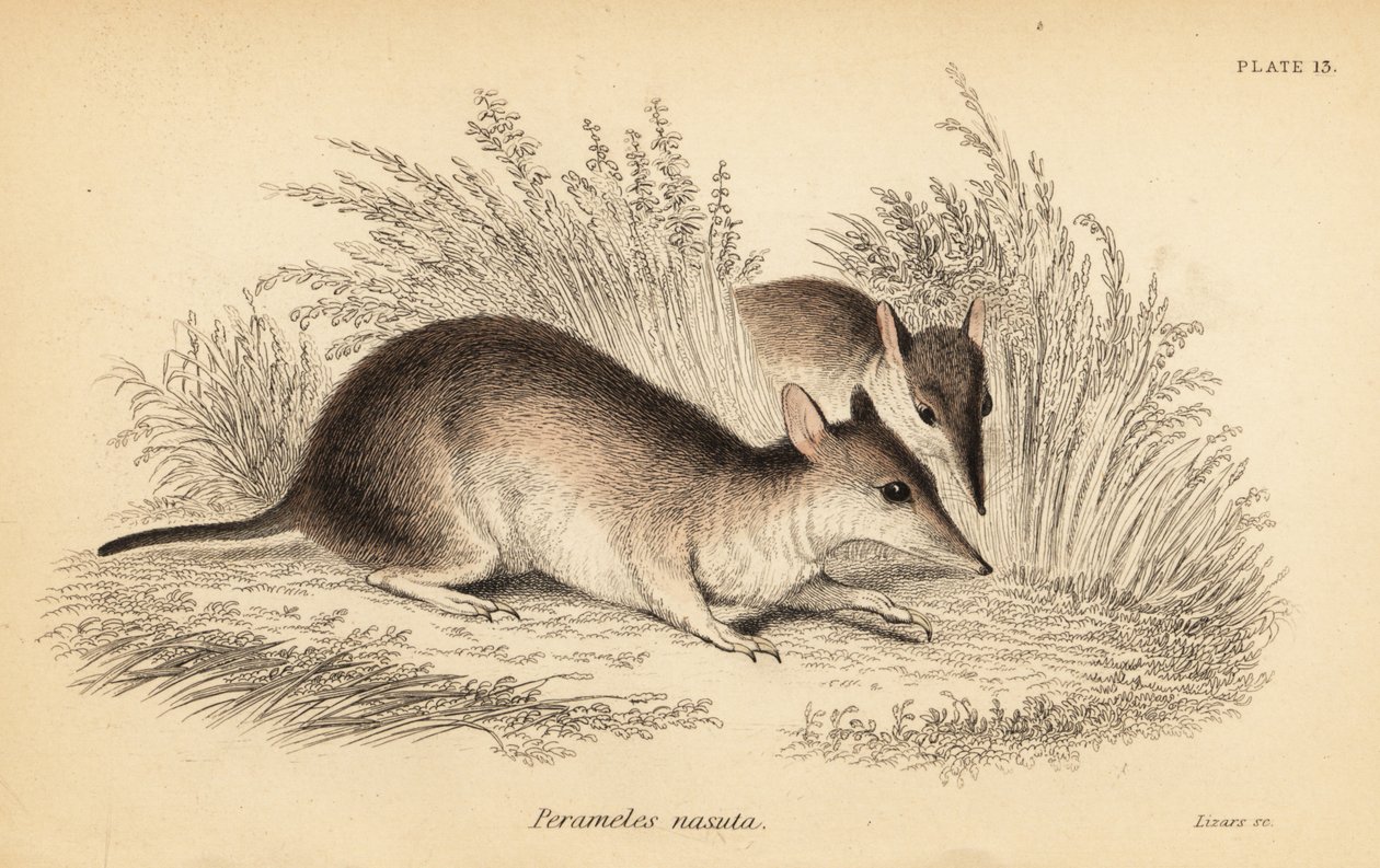 Langnæset bandicoot, Perameles nasuta., 1841 (gravering) af Georges Robert Waterhouse