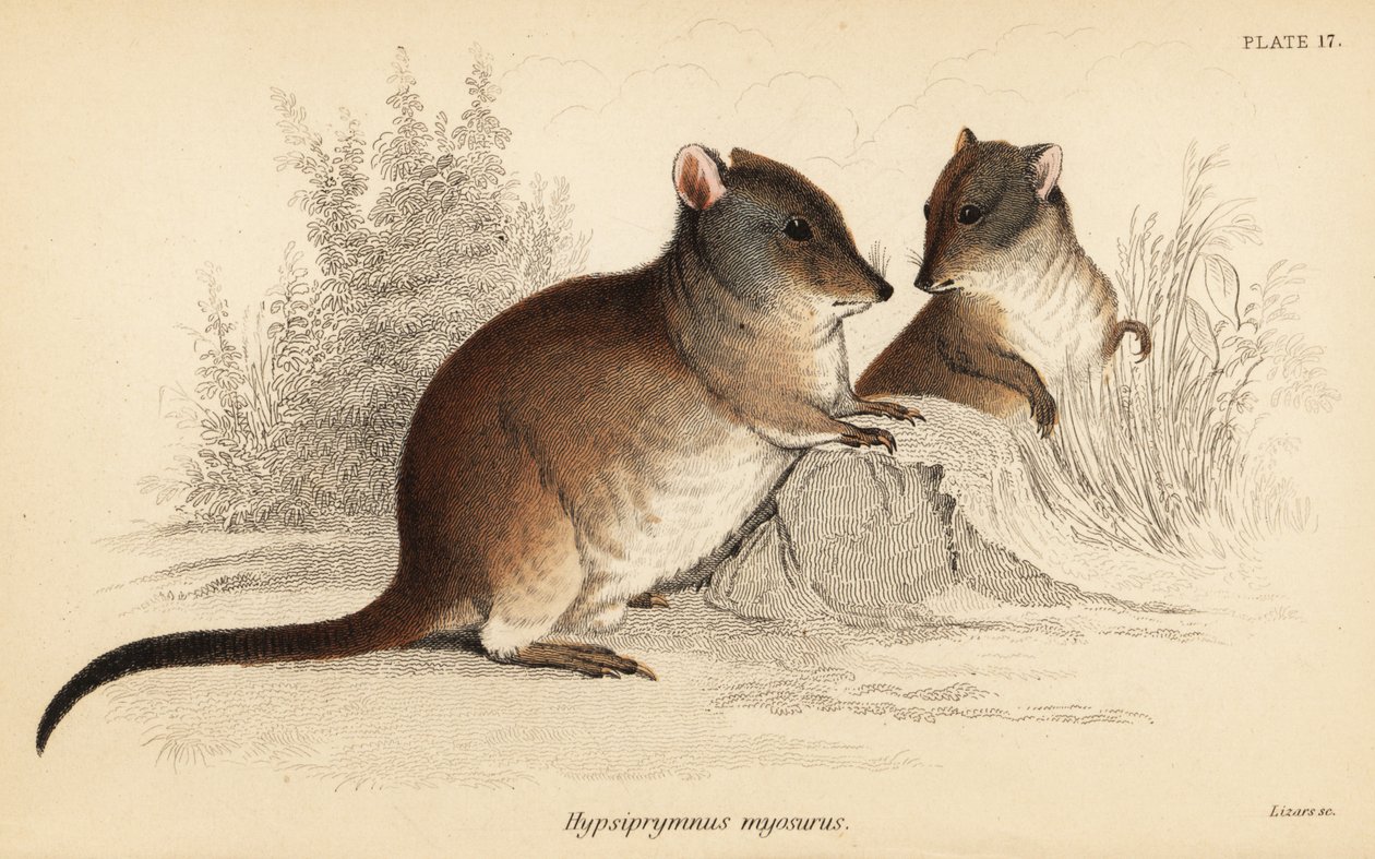 Langnæset potoroo, Potorous tridactylus tridactylus., 1841 (gravering) af Georges Robert Waterhouse