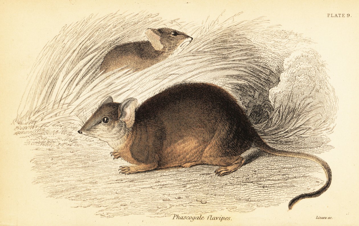 Mardo eller gulfodet antechinus, Antechinus flavipes. ,1841 (gravering) af Georges Robert Waterhouse