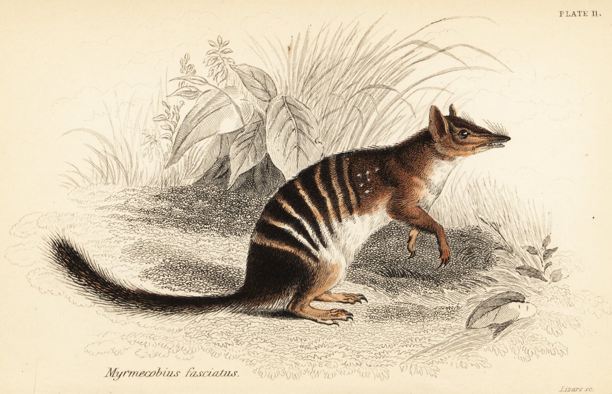 Numbat, Myrmecobius fasciatus. truet. ,1841 (gravering) af Georges Robert Waterhouse