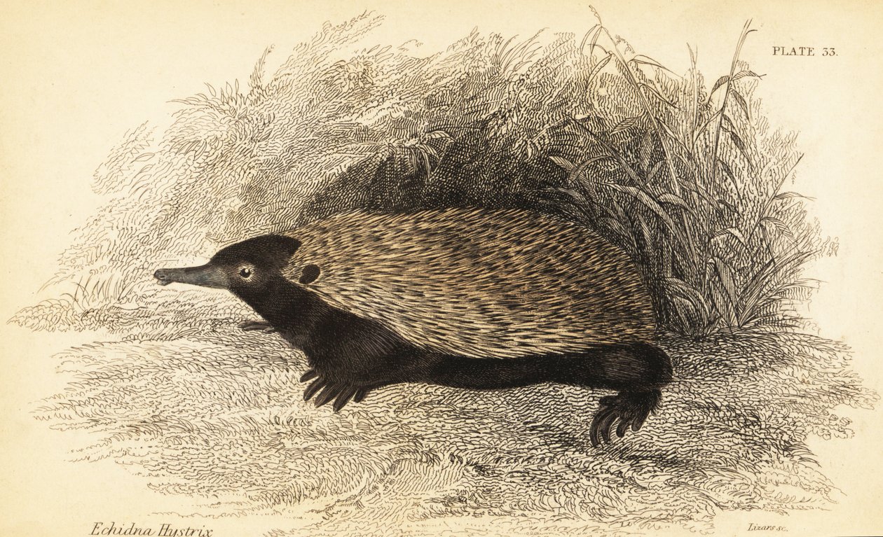 Kortnæbbet echidna, Tachyglossus aculeatus., 1841 (gravering) af Georges Robert Waterhouse