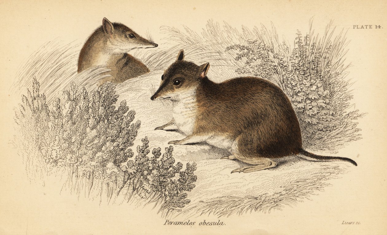 Sydlig brun bandicoot, Isoodon obesulus. truet. ,1841 (gravering) af Georges Robert Waterhouse