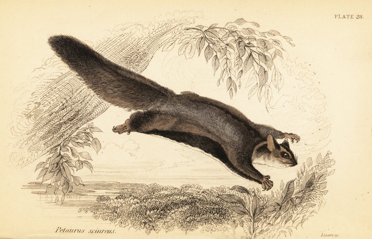 Egern svævefly, Petaurus norfolcensis., 1841 (gravering) af Georges Robert Waterhouse