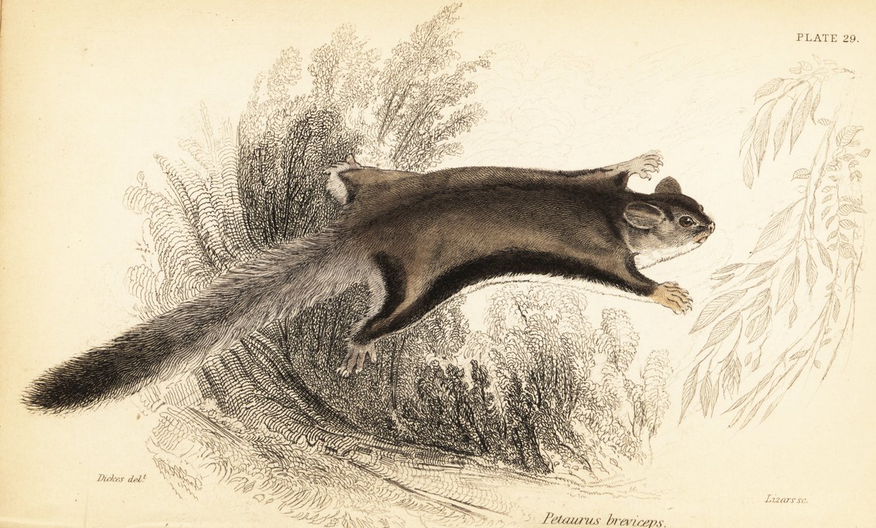 Sukkersvævefly, Petaurus breviceps., 1841 (gravering) af Georges Robert Waterhouse