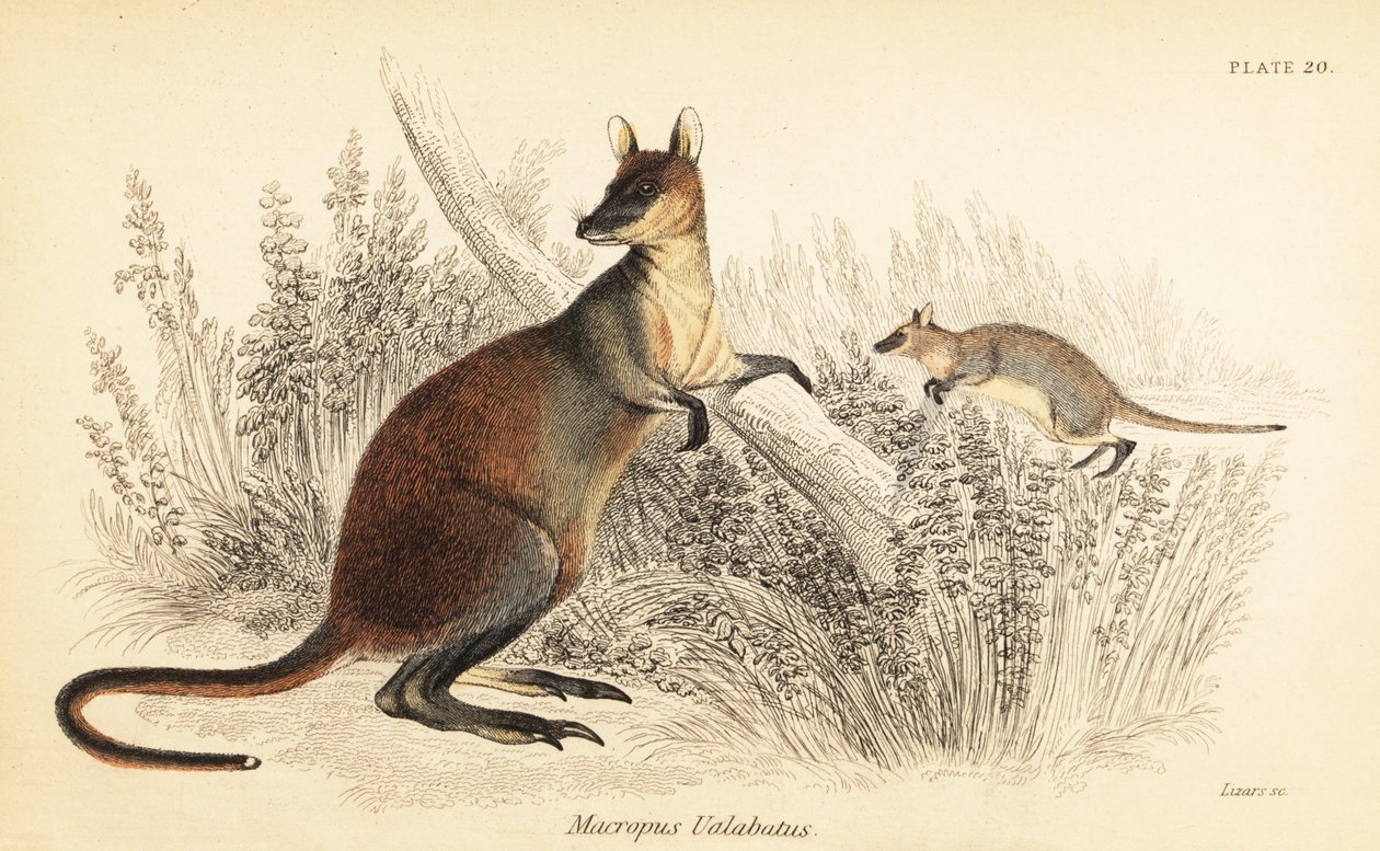Sump-wallaby, Wallabia bicolor. ,1841 (gravering) af Georges Robert Waterhouse