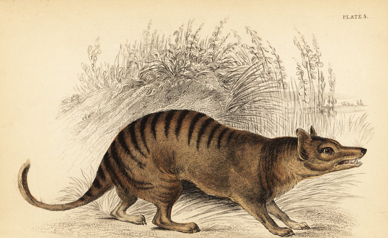Tasmansk tiger, Thylacinus cynocephalus. Uddøde. ,1841 (gravering) af Georges Robert Waterhouse