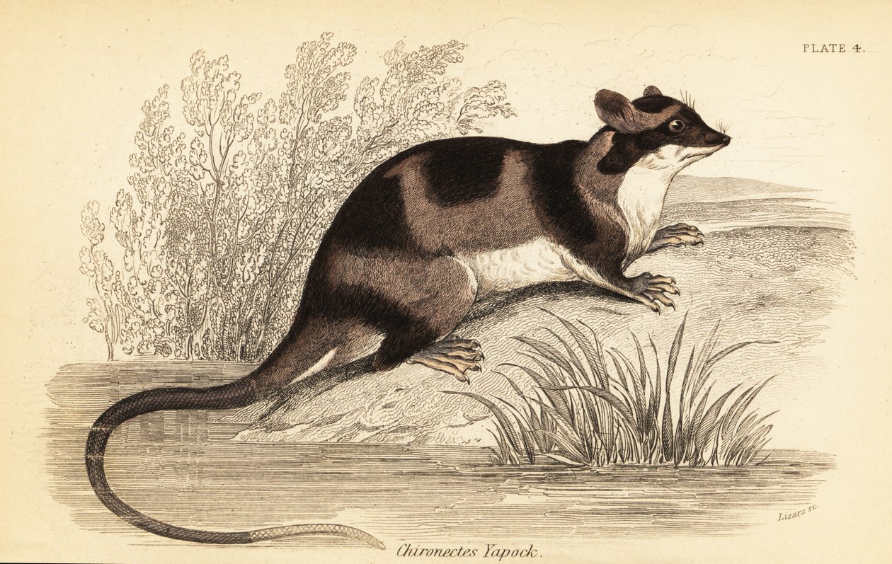 Vandopossum eller yapok, Chironectes minimus. ,1841 (gravering) af Georges Robert Waterhouse