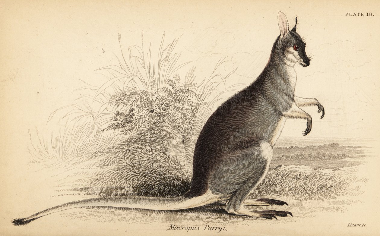 Piskehalewallaby, Macropus parryi. ,1841 (gravering) af Georges Robert Waterhouse