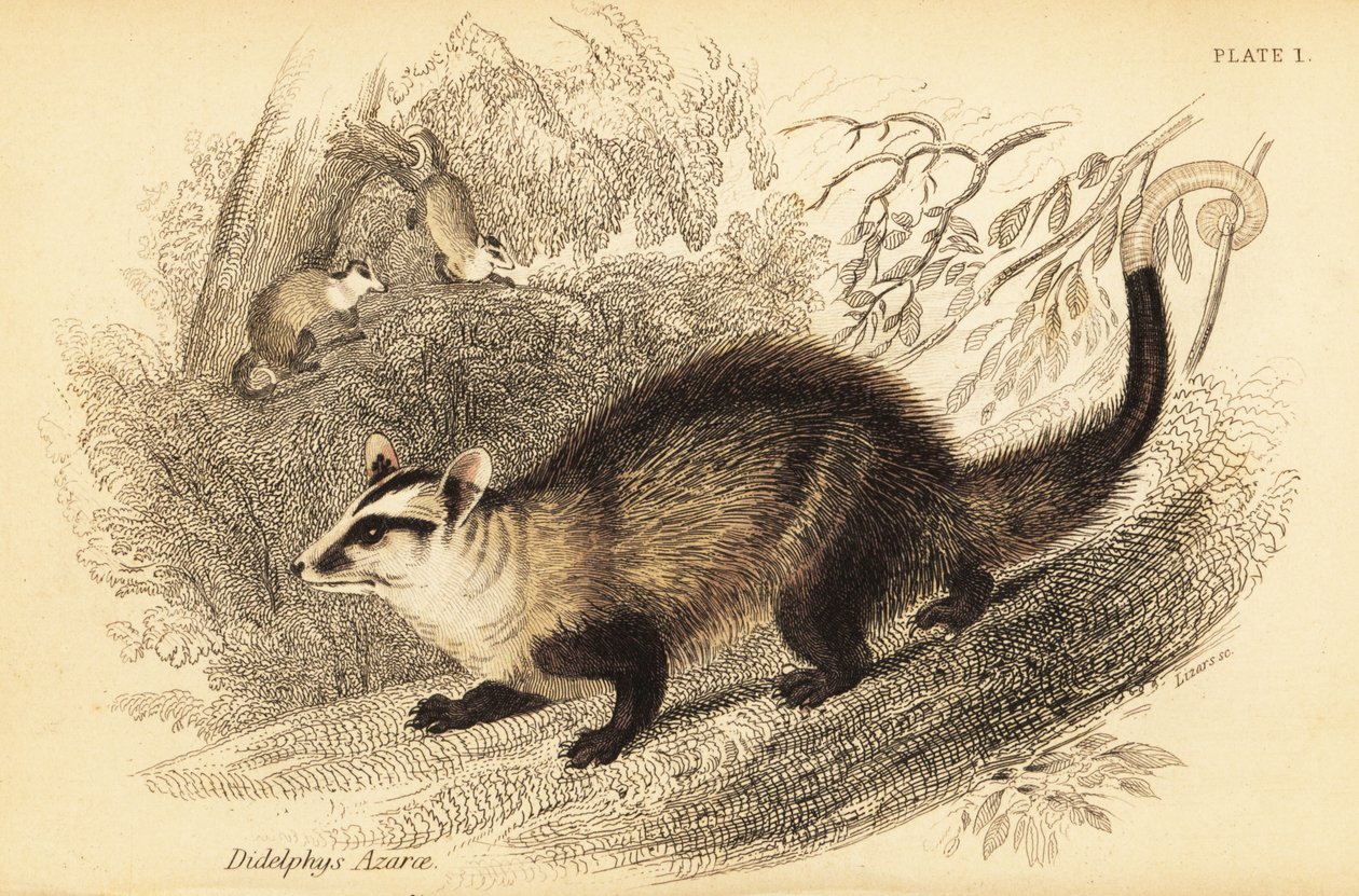 Hvidøret opossum, Didelphis albiventris. ,1841 (gravering) af Georges Robert Waterhouse