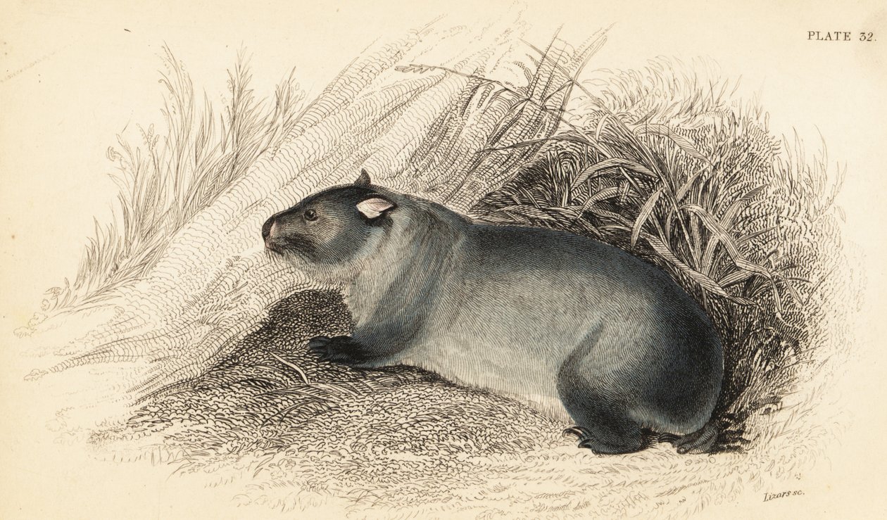 Wombat, Wombatus ursinus., 1841 (gravering) af Georges Robert Waterhouse