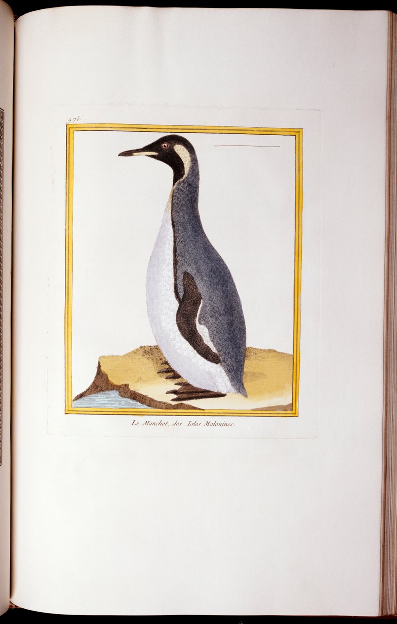 A Penguin, Falklandsøerne, fra "Natural History of Birds", 1770-86 af Georges de Buffon