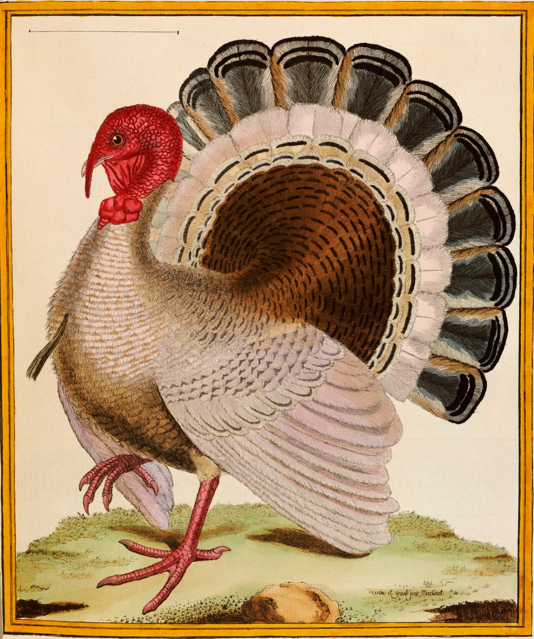 Et Tyrkiet, fra "Histoire Nouvelles des Oiseaux", 1771-86 af Georges de Buffon