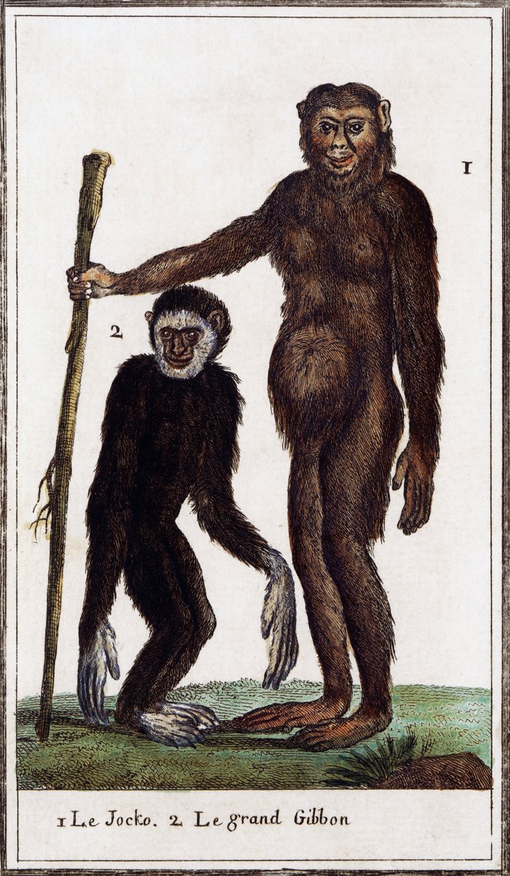 Jocko, chimpanse eller gibbon, illustration fra Histoire naturelle, af Georges-Louis Leclerc greve af Buffon (1707-1788), akvarelgravering af Georges de Buffon