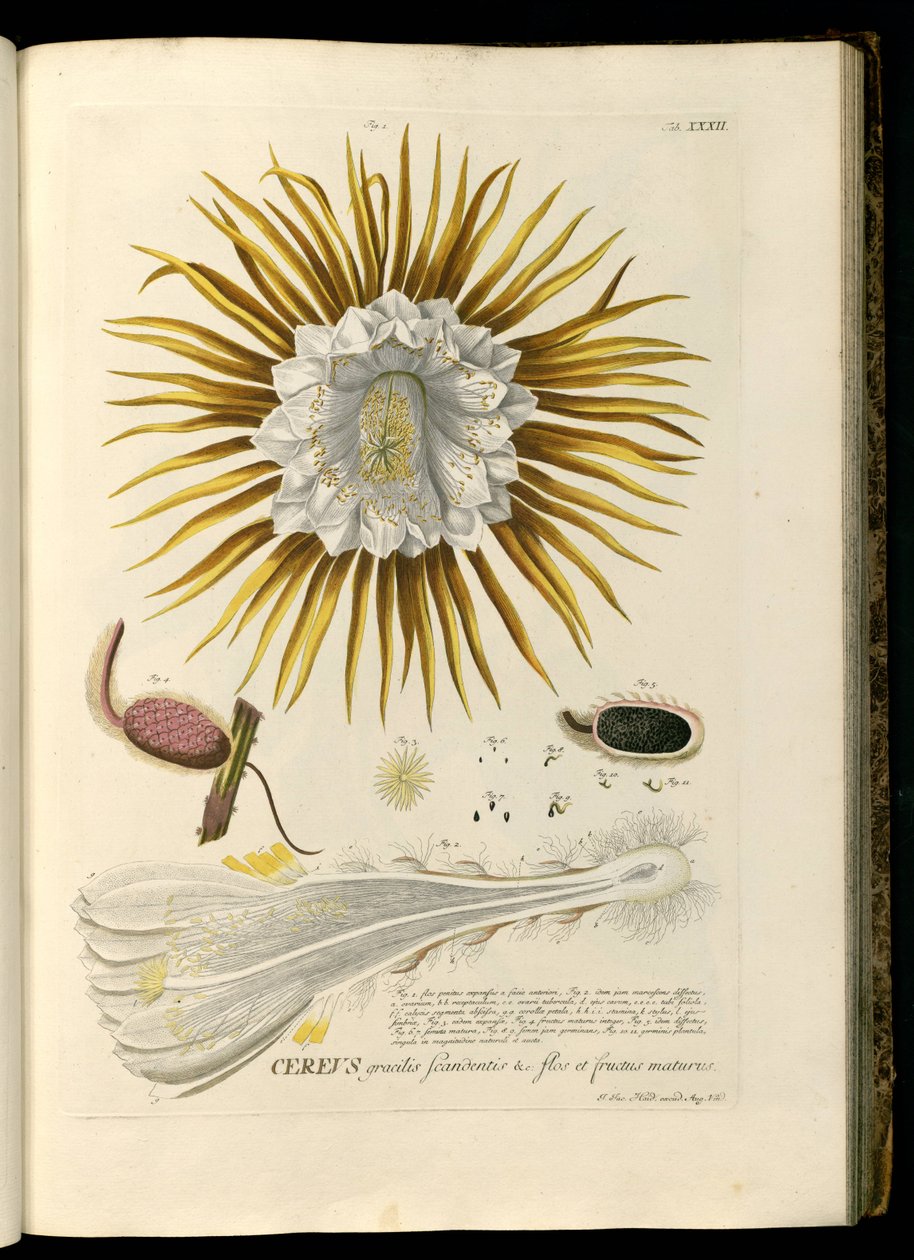 Selenicereus grandiflorus af Georg Dionysius Ehret