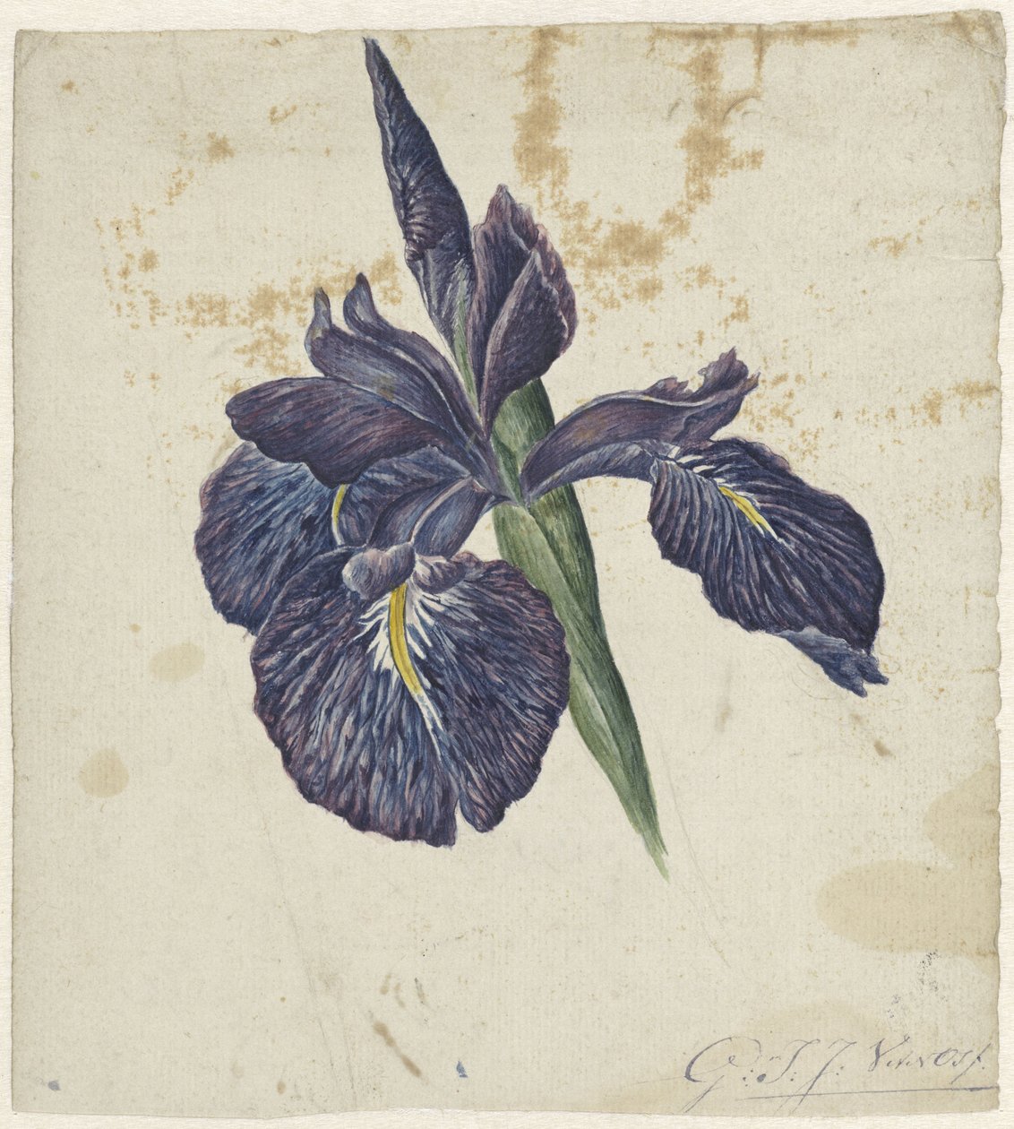 Iris af Georgius Jacobus Johannes van Os
