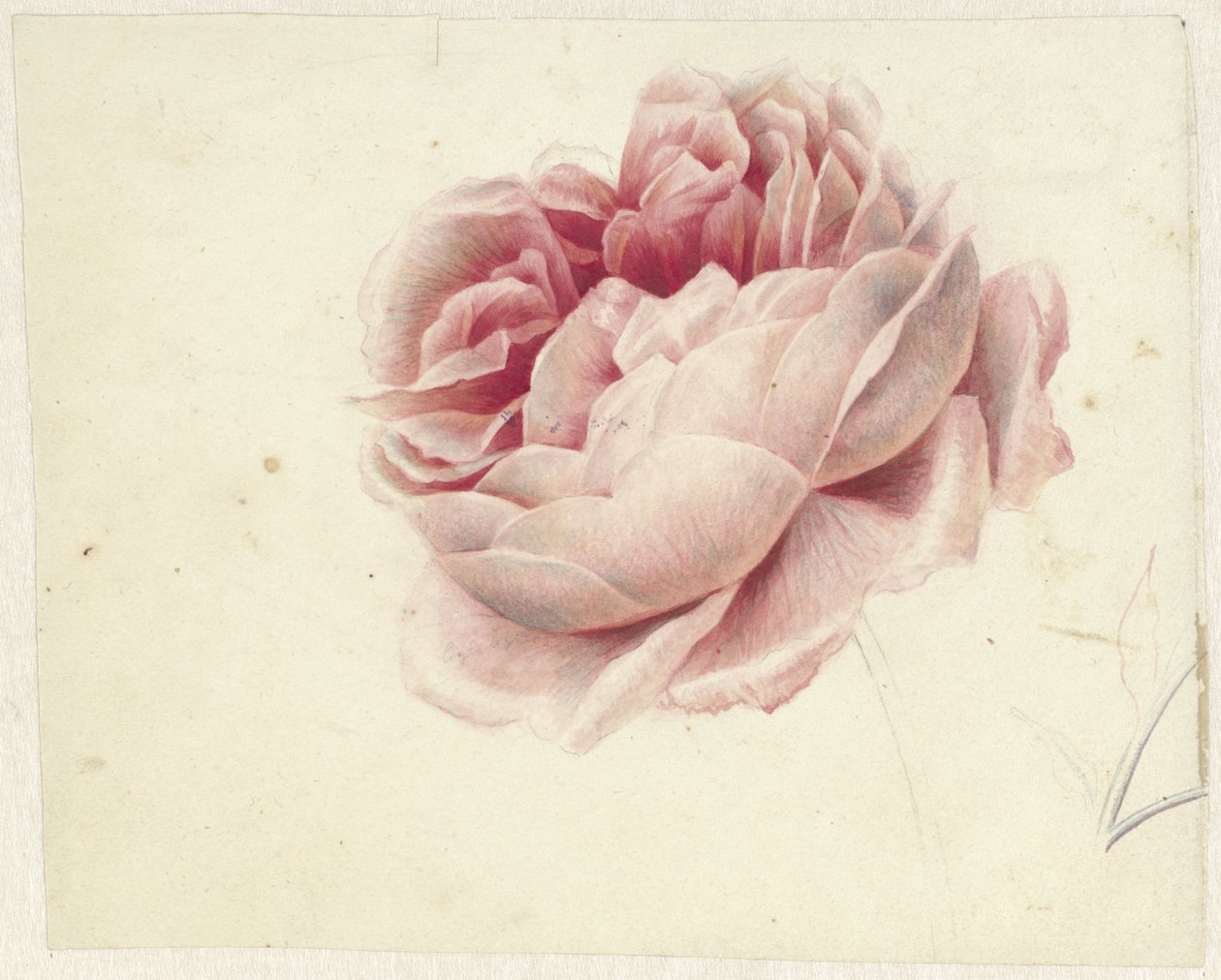 Rød rose af Georgius Jacobus Johannes van Os