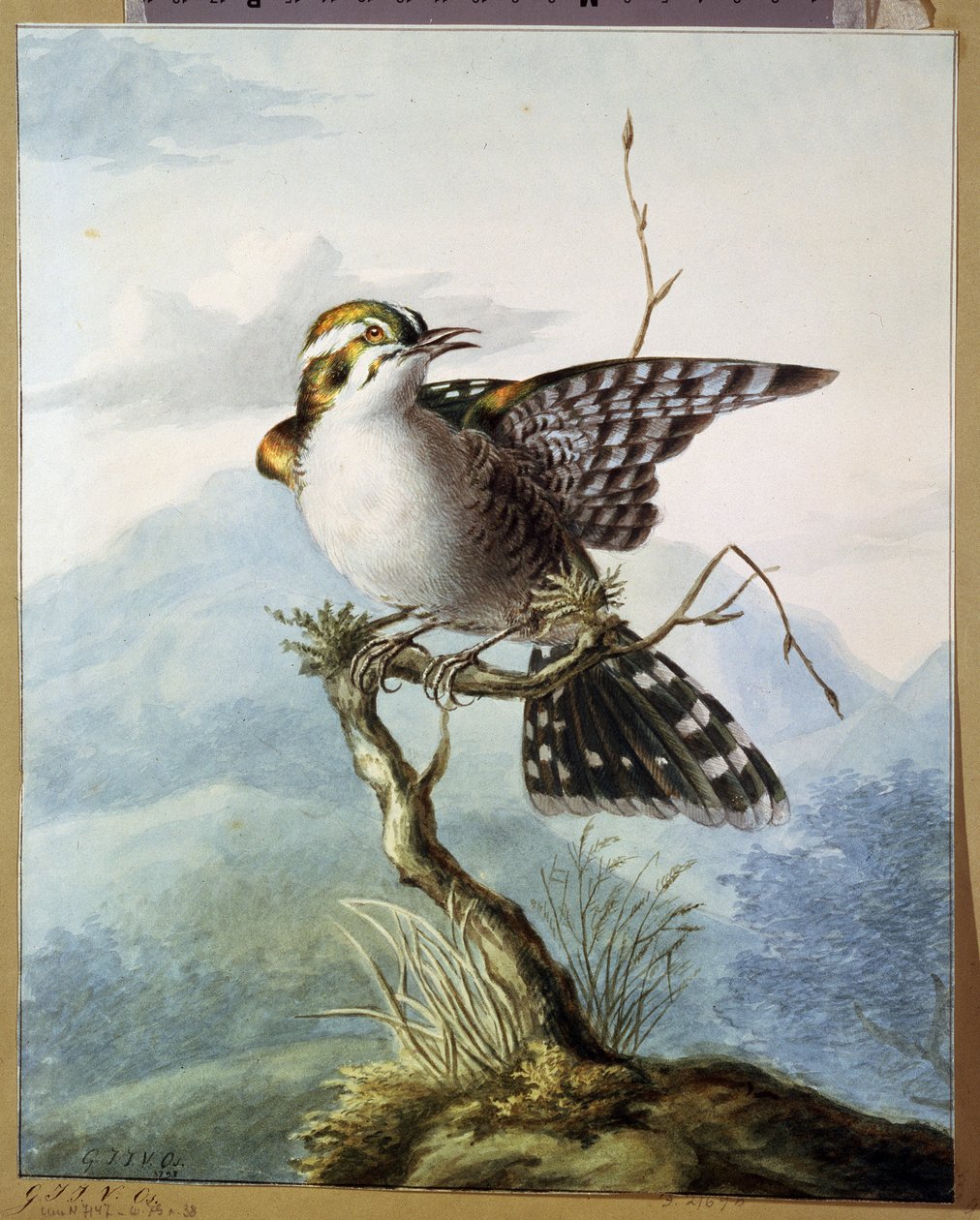 ""En lille fugl"" (Lille fugl) Akvarel af Georgius Jacobus Johannes van Os (1782-1861) 1798 Pushkin Museum, Moskva af Georgius Jacobus Johannes van Os