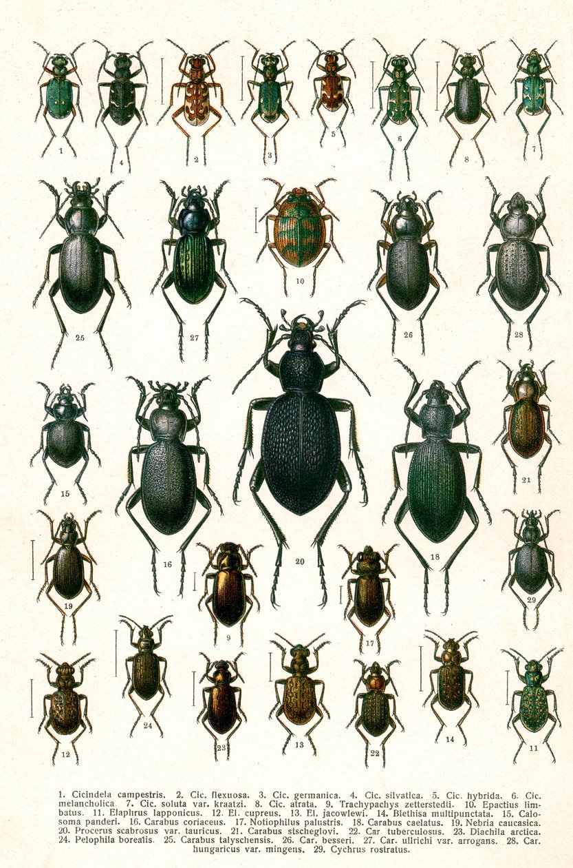 Antik tryk af sorter af europæiske biller, ca. 1910 (kromolitografi) af Georgiy Jacobson