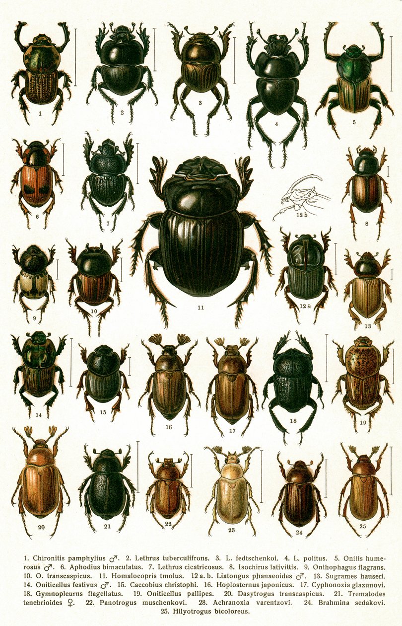 Antik tryk af sorter af europæiske biller, ca. 1910 (kromolitografi) af Georgiy Jacobson