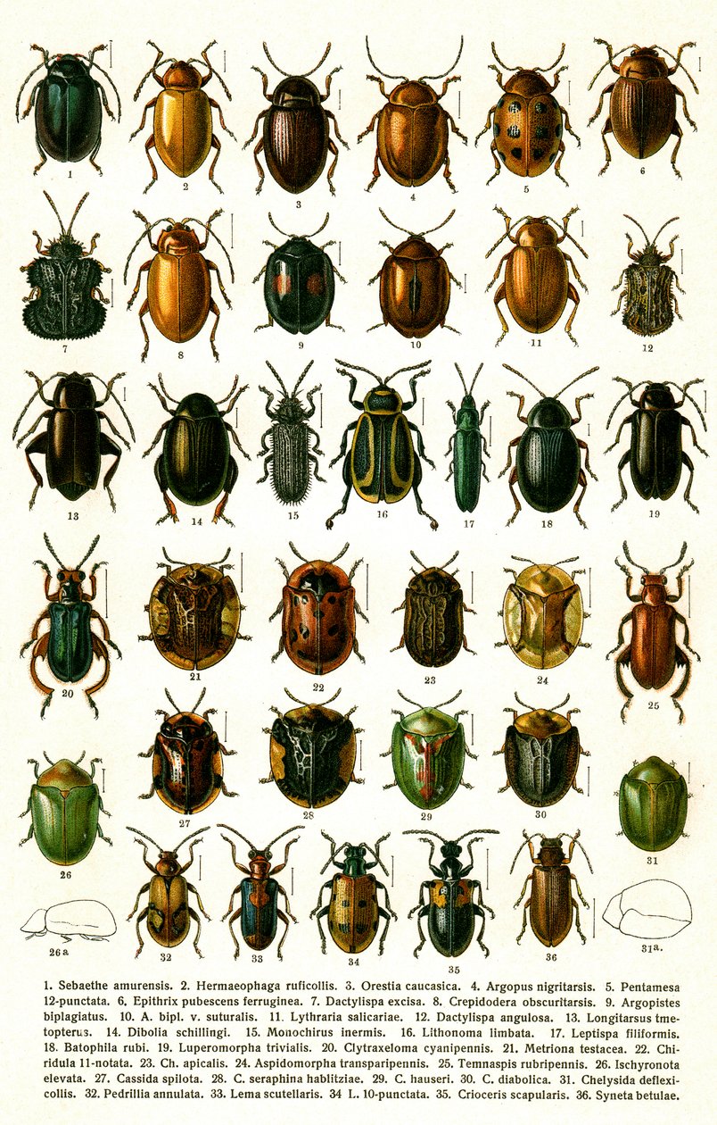 Antik tryk af sorter af europæiske biller, ca. 1910 (kromolitografi) af Georgiy Jacobson
