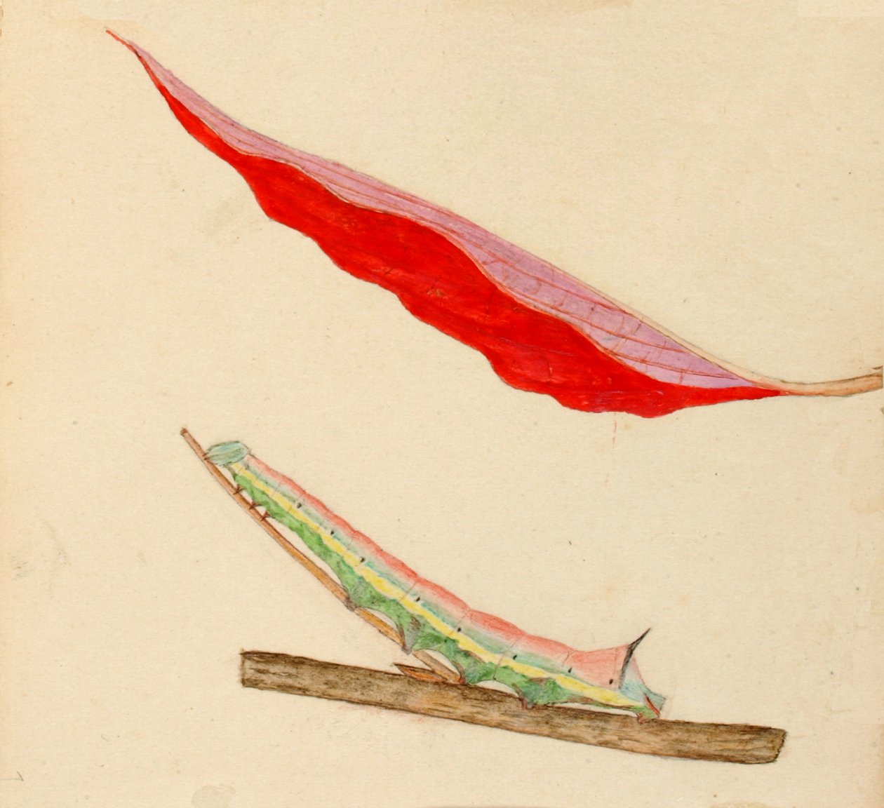 Mirror-Back Caterpillar..., begyndelsen af det 20. århundrede. af Gerald H. Thayer