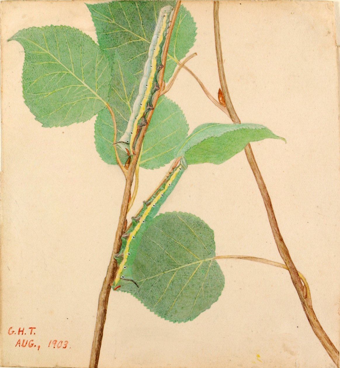 "Mirror-Back"-larve, studie til bogen "Concealing Coloration in the Animal Kingdom" (skjult farve i dyreriget) af Gerald H. Thayer