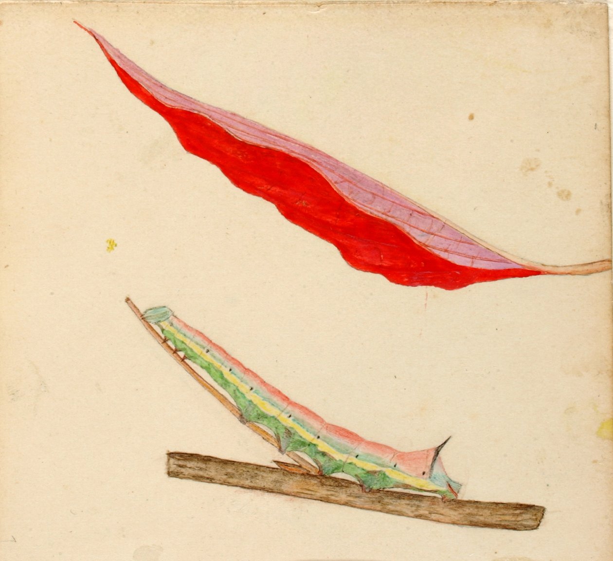 "Mirror-Back"-larve, studie til bogen "Concealing Coloration in the Animal Kingdom" (skjult farve i dyreriget) af Gerald H. Thayer