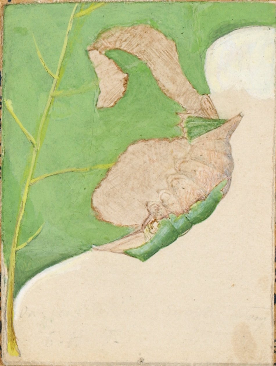 Oak Leaf Edge Caterpillar, studie til bogen Concealing Coloration in the Animal Kingdom (skjulte farver i dyreriget) af Gerald H. Thayer