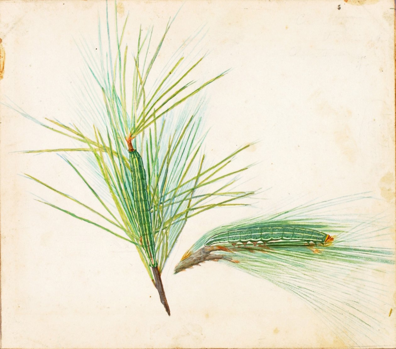 Pine-Tuft Caterpillar, studie til bogen Concealing Coloration in the Animal Kingdom (skjulte farver i dyreriget) af Gerald H. Thayer