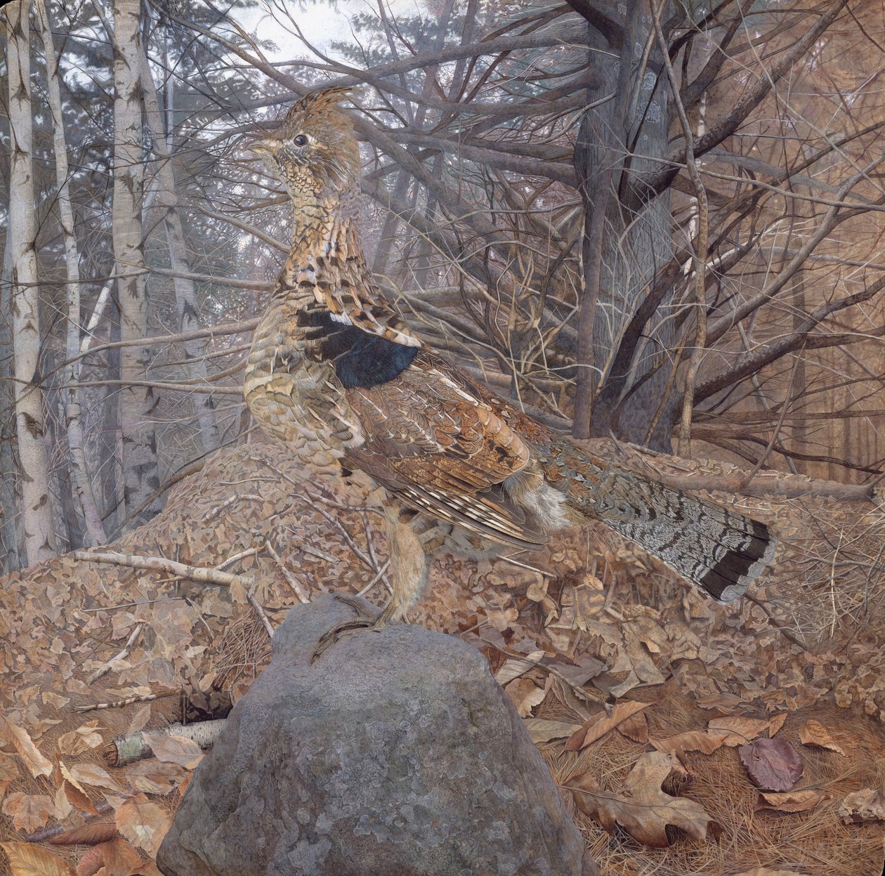 Rypehankøn i skoven, 1907-08 af Gerald Thayer