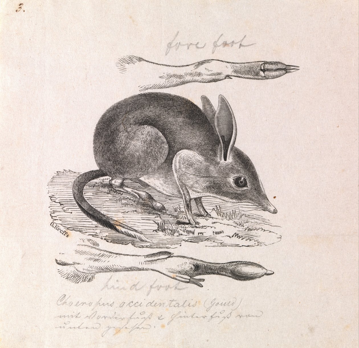 Grisfodede Bandicoot, Chaeropus ecaudatus af Gerard Krefft