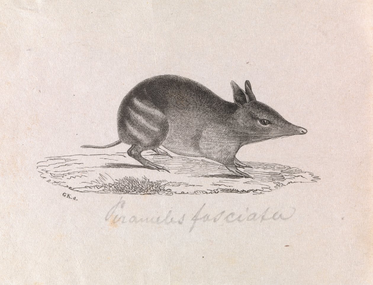 Western spærret Bandicoot, Perameles bougainville af Gerard Krefft