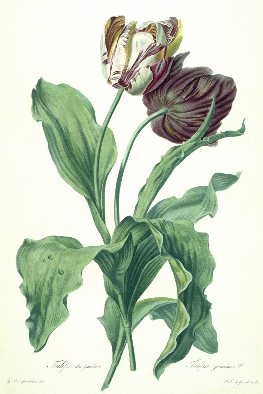 Havetulipan, fra 