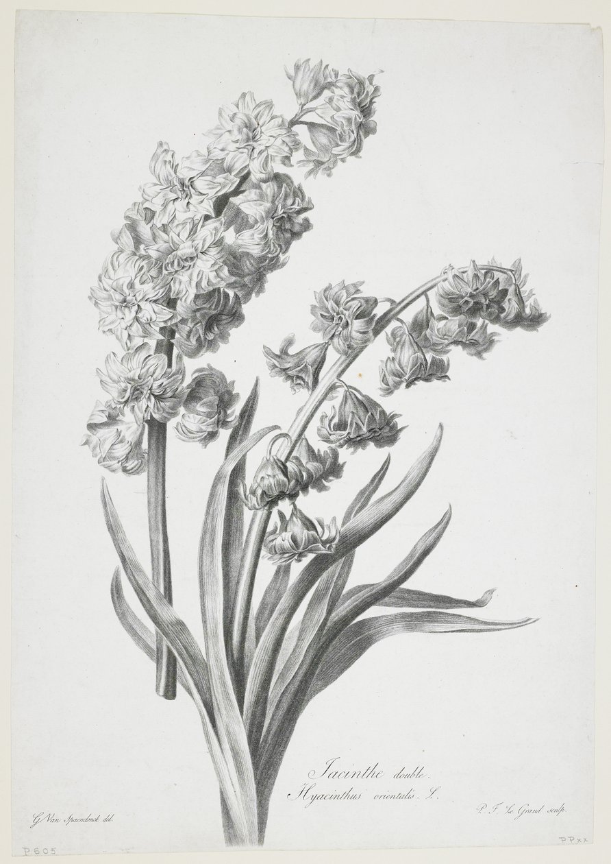 Dobbelt hyacint, fra Fleurs Dessinees d