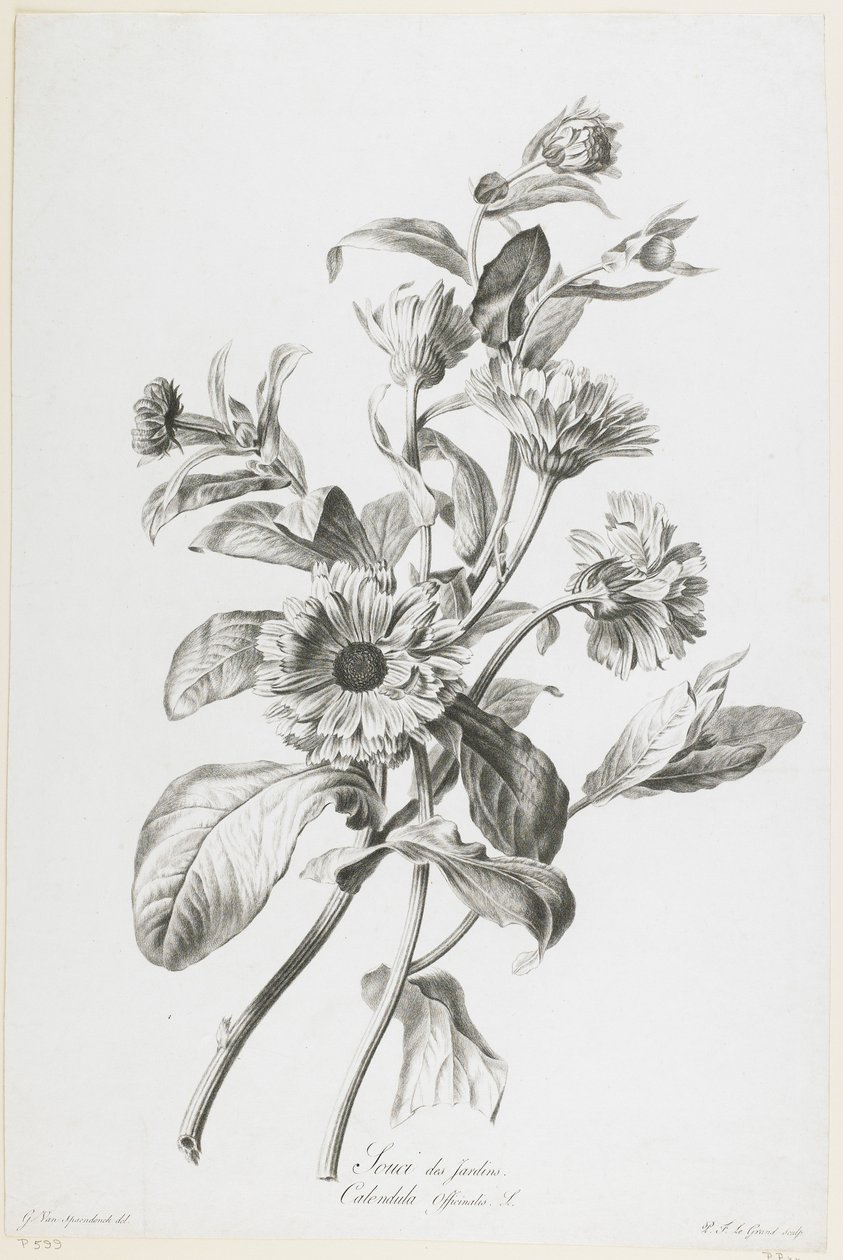 Havemorgenfrue, fra Fleurs Dessinees d