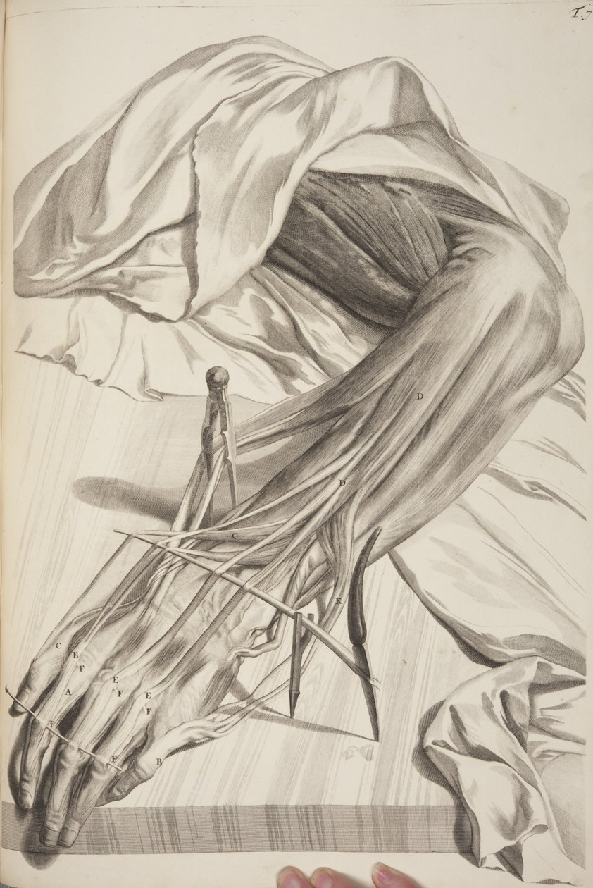 Anatomy of the Human Body af Govard Bidloo, 1685 af Gerard de Lairesse