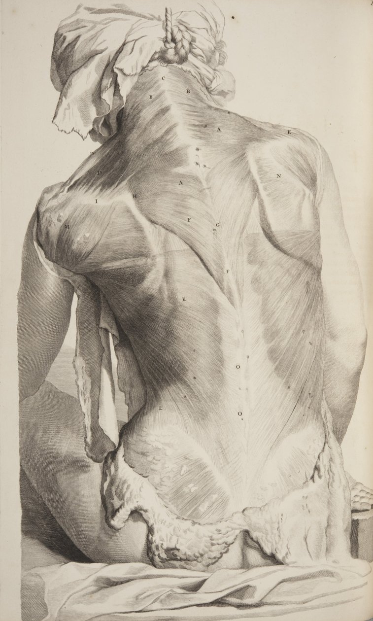 Anatomy of the Human Body af Govard Bidloo, 1685 af Gerard de Lairesse