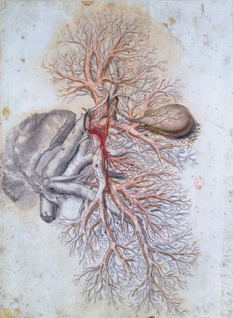 Blodkar i leveren og galdeblæren, fra Anatomia Humani Corporis af Govard Bidloo (1649-1713) c.1685 af Gerard de Lairesse