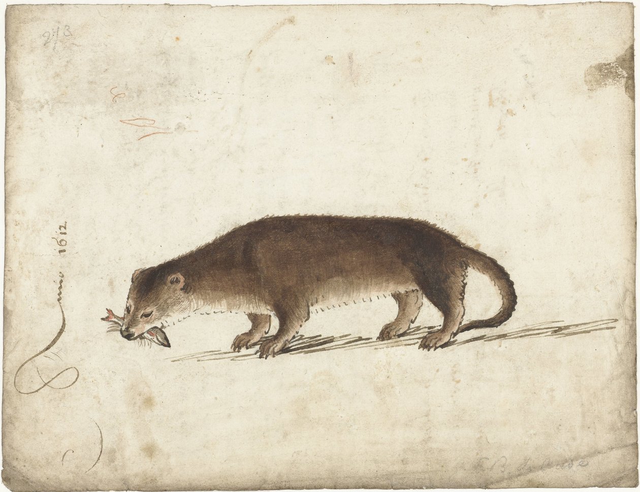 Odder med en fisk i munden af Gerard ter Borch (I)
