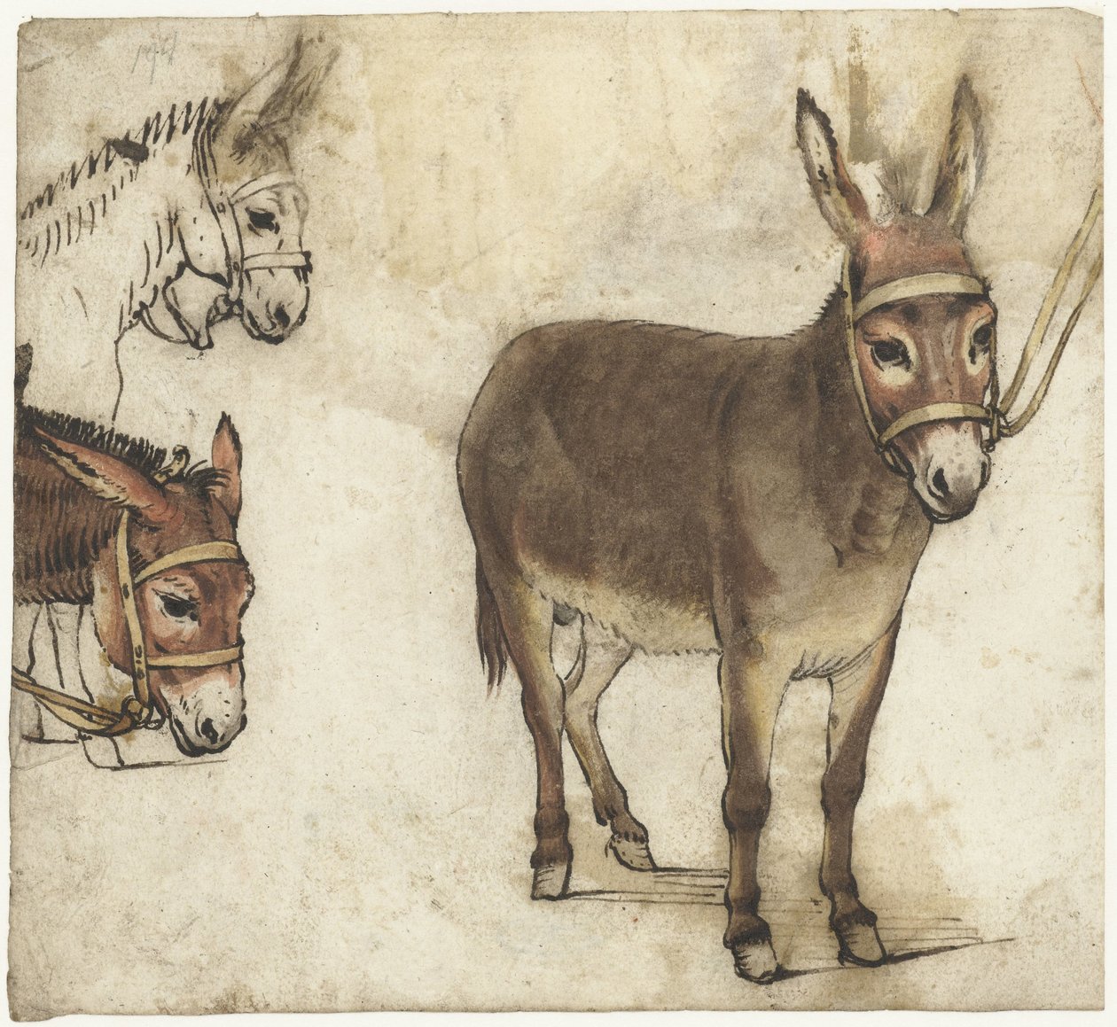 Studieark med æsler af Gerard ter Borch (I)